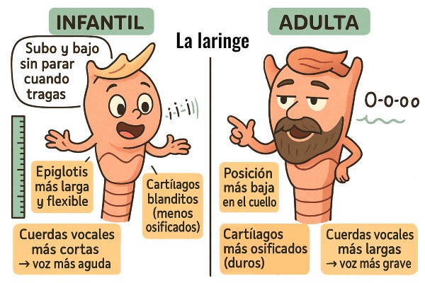 Comparación anatómica entre epiglotis infantil y adulta: forma, tamaño y posición